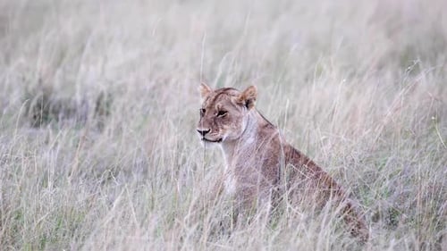 Majestic Lion Sitting in Tall Grass