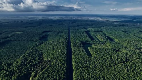 Succulent Green Forests on Both Sides of Road
