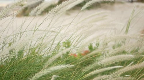 Nahaufnahme von Tall Grass. Malerischer Blick auf den Gartenteil mit hohem grünem Gras. Ährchen in einem Vintage