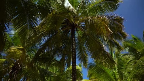 Walk Among The Tops Of Green Palm Trees