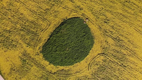 Ein Feuchtgebiet in einem Rapsfeld