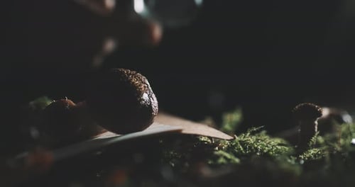 Wild mushroom and someone studying them with the hand lens