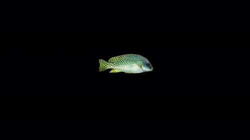 4K Schwarz gefleckter Gruntfisch