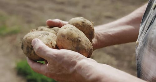 Close View of Young Potatoes in Elderly Male Hands at Camera in Field