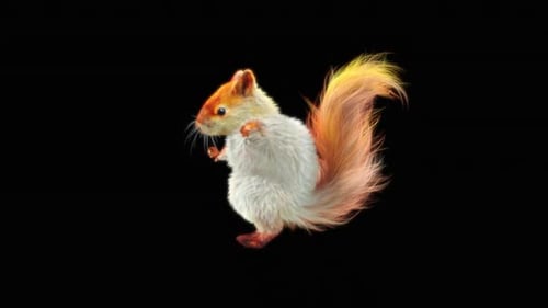 76 White Squirrel Dancing HD