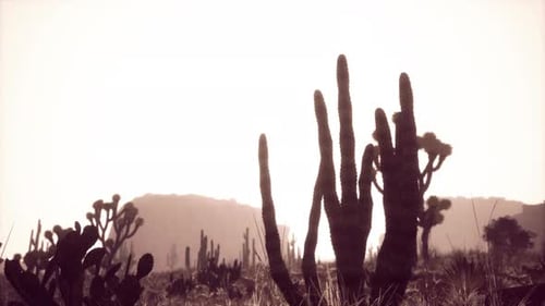 Sunlight Ray Shooting Across the Desert Sky at Sunset