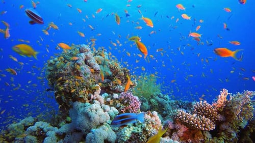 Colorful Tropical Coral Reef