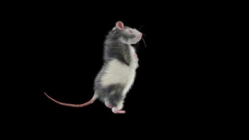3D Animated Rat Standing and Looking Around