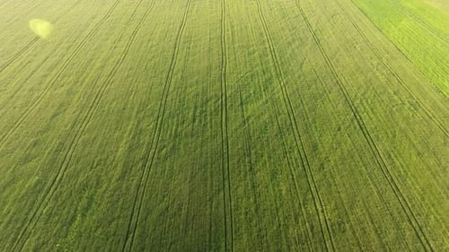 Aerial of the Picturesque Green Wheat Field From a High Flying Drone in Summer