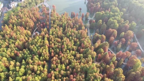 Autumn forest