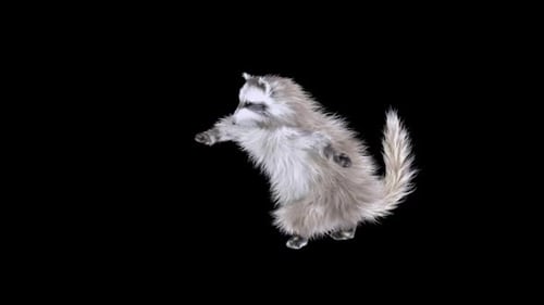 Cute 3D Raccoon Character Dancing Animation Loop