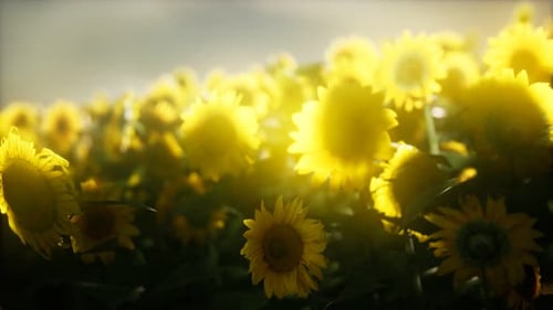 Sunflower Field on a Warm Summer Evening