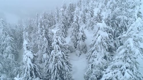 Snowy Forest on Mountain in Winter