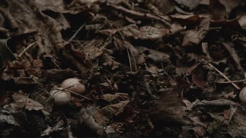 Cluster of Brown and White Mushrooms on Forest Floor