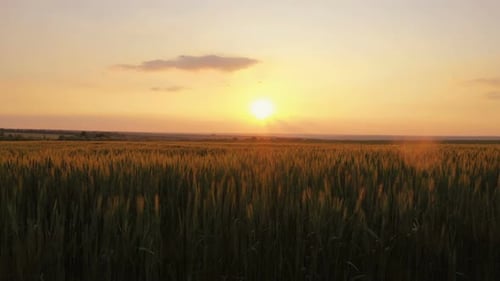 Evening Wheat Field