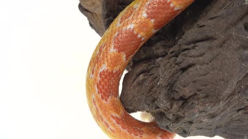 Python tigre Molurus Bivittatus Morph Albine Birman sur un chicot en bois sur fond blanc. Gros plan