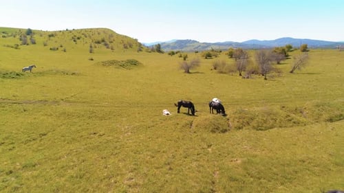 Flight Over Wild Horses Herd on Mountain Meadow