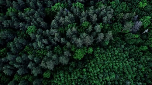 Flying Over Green Trees Forest