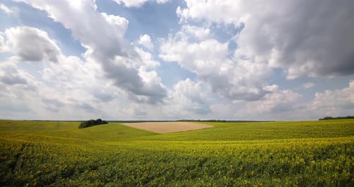 Clouds Move Quickly Over a Field of Sunflowers