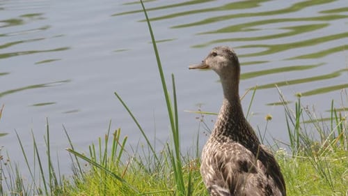 Mallard on Shore of Lake in Arizona