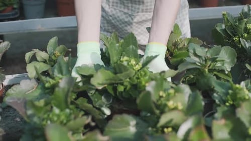 Hands Planting Flowers into Container