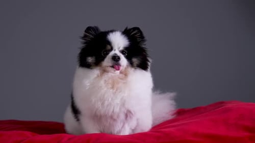 A Fluffy Black and White Spitz Sticks Out His Tongue Sits and Wiggles His Ears on a Red Pillow in
