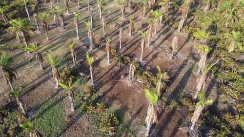 Tote blattlose Ölpalme auf dem Bauernhof