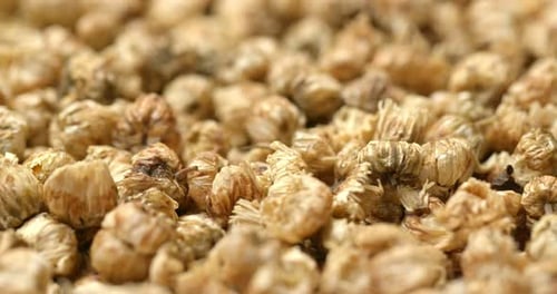 Delicate Dried Chrysanthemum Flowers Close Up Panning View