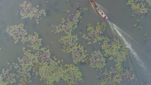Boat In Lake Of Red Lotuses