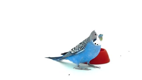 Close Up of Blue Parakeet Eating