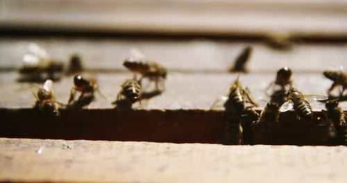 Close-up of honey bees feeding on honeycomb box
