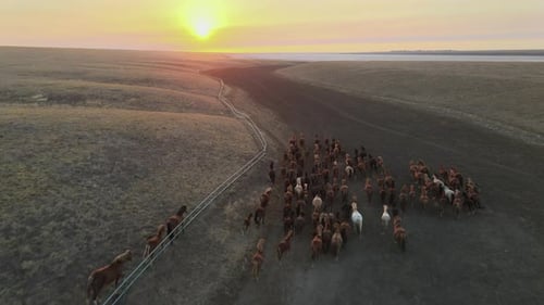 Wild Horses Running. Herd of Horses, Mustangs Running on Steppes To River. Hdr Slow Motion