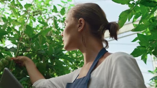Woman Inspecting Tomatoes with Tablet in Greenhouse