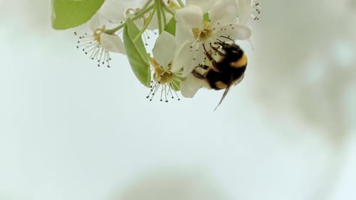 Closed frame of a honey bee upside down collecting pollen in slowmotion, in the background more unfo