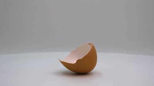 Eggshell