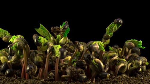 Seeds Germinating and Growing in Time Lapse