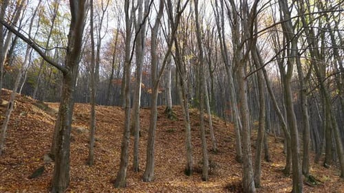 Forest trees in autumn season