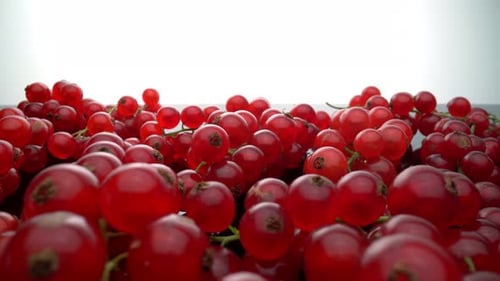 Pile of Fresh Red Currants Close Up
