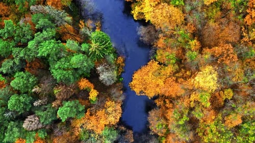 Top down view of river and autumn forest, aerial view
