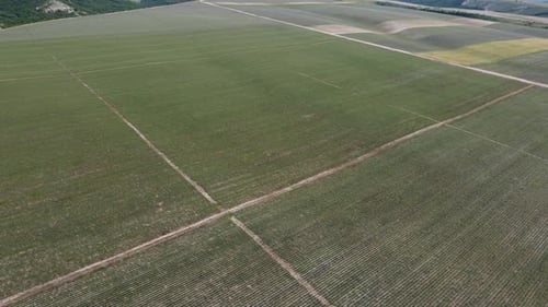 Green Wheat Field in Countryside Close Up