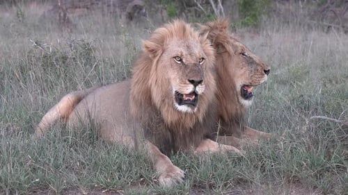 Ganzkörperaufnahme von zwei erwachsenen Löwenbrüdern, die zusammen in der Wildnis Afrikas ruhen.