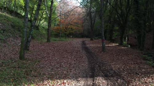 Autumn Forest