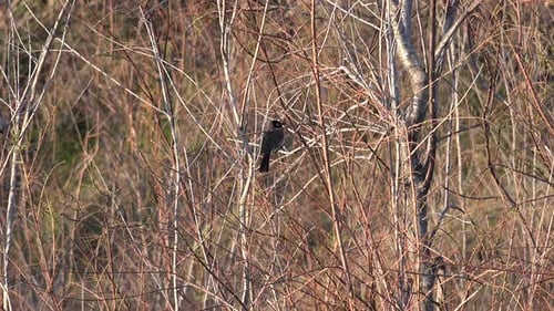 One Black Bird in Tree