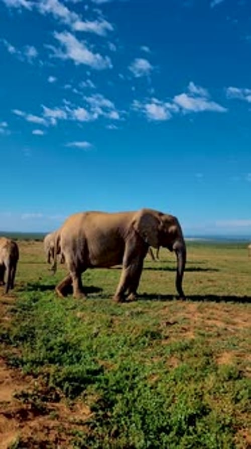Addo Elephant Park Südafrika Elefantenfamilie im Addo Elephant Park Elefanten beim Baden
