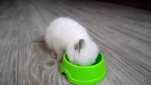 Small White Kitten Drinking from Bowl