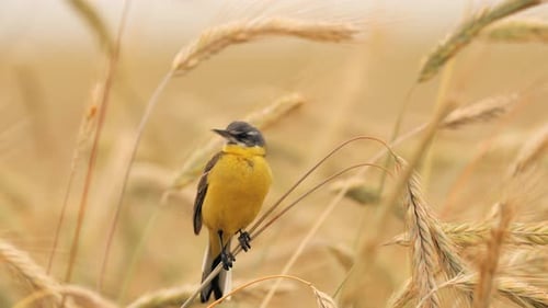 Bergeronnette jaune de l'Ouest