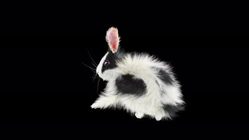 71 Rabbit Standing Sprint Forward 4K
