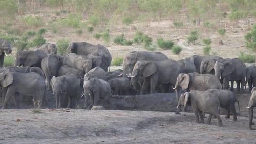 Herd of African Bush elephants around an almost dry waterhole