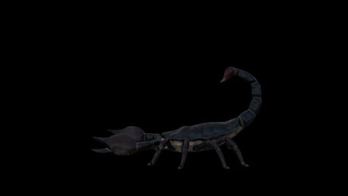 3D Black Scorpion Walking Animation on Transparent Background
