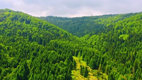 Drone Flying Above Bright Forest